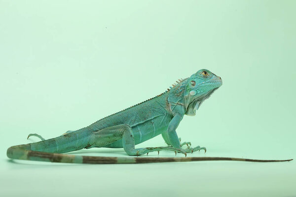 Голубая игуана (игуана) греется на голубом подложке.