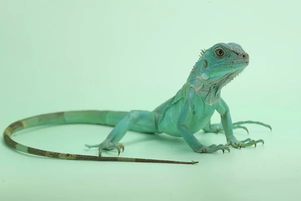 Iguana Blu Iguana Iguana Sta Crogiolando Substrato Blu — Foto Stock