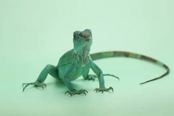 Ein Blauer Leguan Leguan Sonnt Sich Auf Blauem Untergrund — Stockfoto