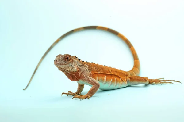 Uma Iguana Vermelha Iguana Iguana Está Tomando Sol — Fotografia de Stock