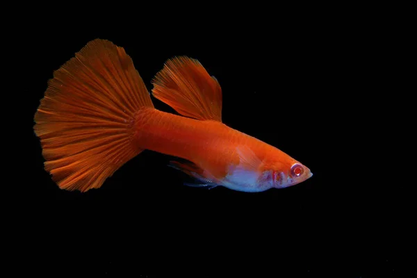 Een Mannelijke Guppy Poecilia Reticulata Pronkt Met Schoonheid Van Zijn — Stockfoto