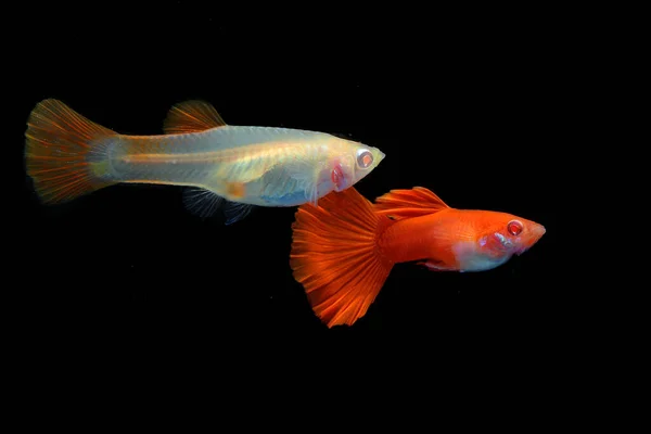 Deux Guppys Poecilia Reticulata Nagent Ensemble Dans Aquarium — Photo