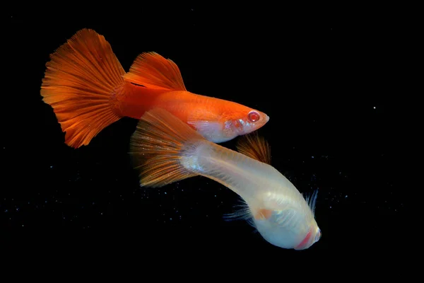 Een Paar Guppies Poecilia Reticulata Zwemmen Samen Een Aquarium — Stockfoto