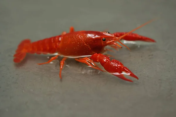 Lobster Looks Very Attractive Bright Color — Stock Photo, Image