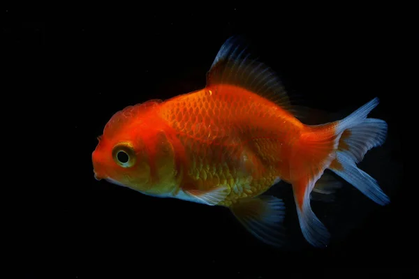 Bright Red Goldfish Carassius Auratus Swimming Gracefully — Stock Photo, Image