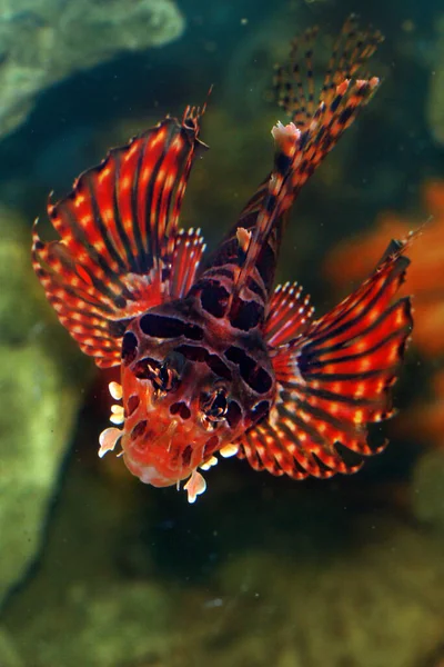 Scorpionfish Scorpaenidae Swimming Coral Reefs — Stock Photo, Image