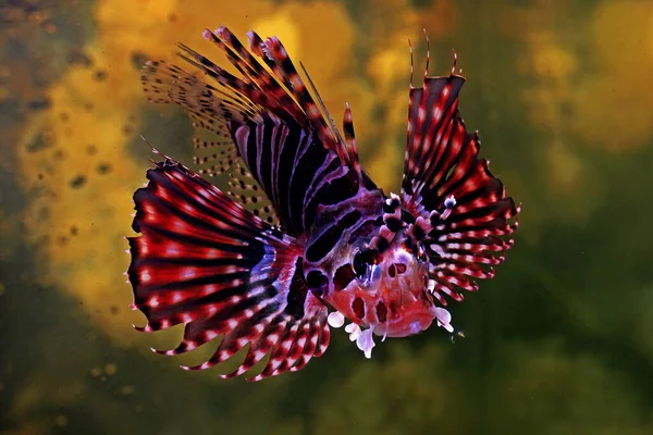 Bir akrep balığı (Scorpaenidae) mercan resifleri arasında yüzmektedir..