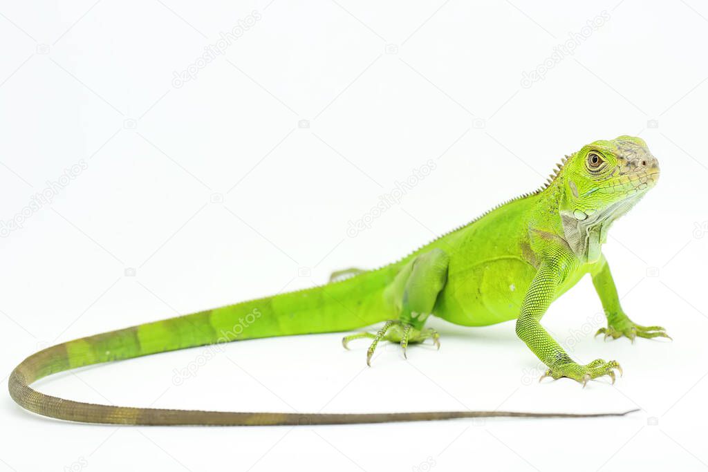 A \iguana (Iguana iguana) is sunbathing.