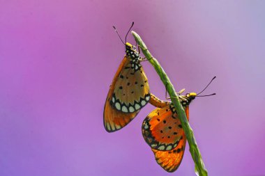 Bir çift kelebek çiftleşiyor..