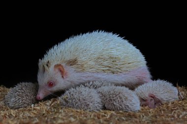 Bir pigme kirpi anne (Atelerix albiventris) yavrularını daha güvenli bir yere götürüyor..