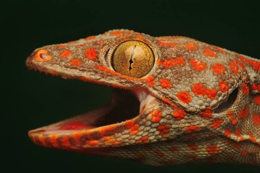 Bir kertenkele kendine özgü bir şekilde poz veriyor.