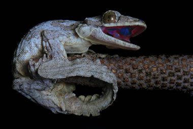 Bir kertenkele kendine özgü bir şekilde poz veriyor.