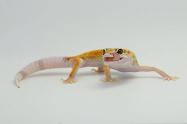 Bir leopar kertenkelesi (Eublepharis macularius) kendine özgü bir şekilde poz verir.