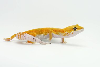 Bir leopar kertenkelesi (Eublepharis macularius) kendine özgü bir şekilde poz verir.