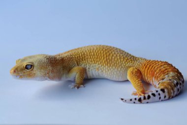 Bir leopar kertenkelesi (Eublepharis macularius) kendine özgü bir şekilde poz verir.