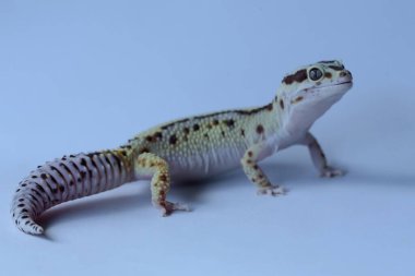 Bir leopar kertenkelesi (Eublepharis macularius) kendine özgü bir şekilde poz verir.