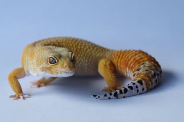 Bir leopar kertenkelesi (Eublepharis macularius) kendine özgü bir şekilde poz verir.