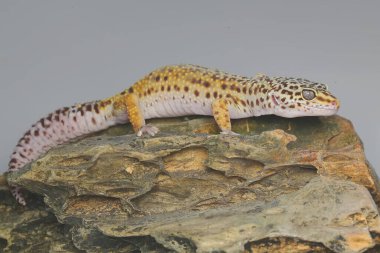 Bir leopar kertenkelesi (Eublepharis macularius) kendine özgü bir şekilde poz verir.