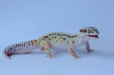 Bir leopar kertenkelesi (Eublepharis macularius) kendine özgü bir şekilde poz verir.