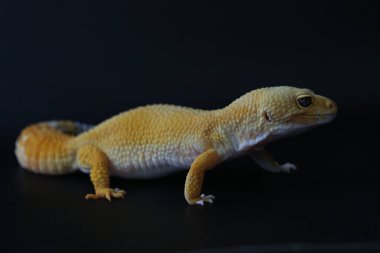 Bir leopar kertenkelesi (Eublepharis macularius) kendine özgü bir şekilde poz verir.