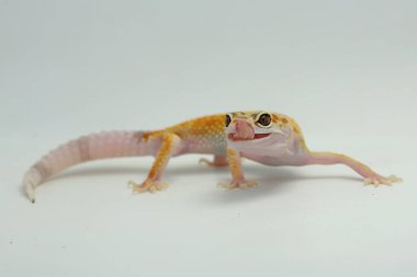 Bir leopar kertenkelesi (Eublepharis macularius) kendine özgü bir şekilde poz verir.