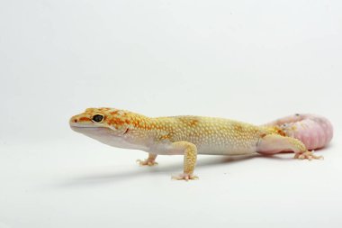 Bir leopar kertenkelesi (Eublepharis macularius) kendine özgü bir şekilde poz verir.