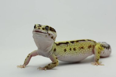 Bir leopar kertenkelesi (Eublepharis macularius) kendine özgü bir şekilde poz verir.