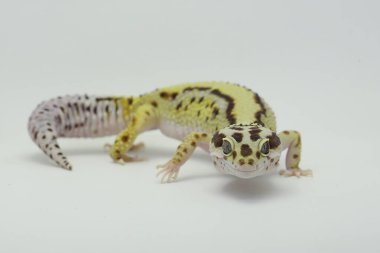 Bir leopar kertenkelesi (Eublepharis macularius) kendine özgü bir şekilde poz verir.