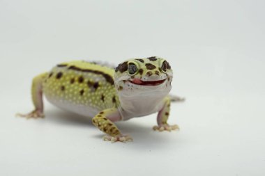 Bir leopar kertenkelesi (Eublepharis macularius) kendine özgü bir şekilde poz verir.