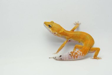 Leopar kertenkeleleri sevimli ve sevimlidir. Çoğu evcil hayvan olarak tutulur..