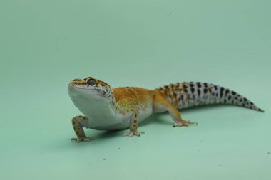 Leopar kertenkeleleri sevimli ve sevimlidir. Çoğu evcil hayvan olarak tutulur..