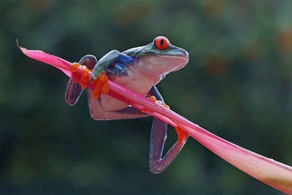 Červenooká Žába Připravena Skočit — Stock fotografie