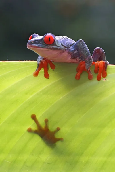 Une Grenouille Aux Yeux Rouges Est Prête Sauter — Photo