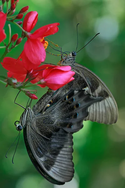 一对蝴蝶在交配 — 图库照片