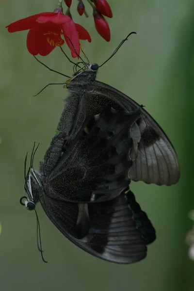 Ένα Ζευγάρι Πεταλούδες Ζευγαρώνουν — Φωτογραφία Αρχείου