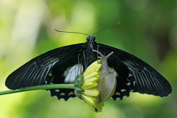 Una Farfalla Succhia Miele Fiori — Foto Stock