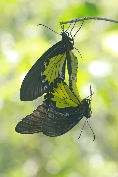 Une Paire Papillons Accouplent — Photo