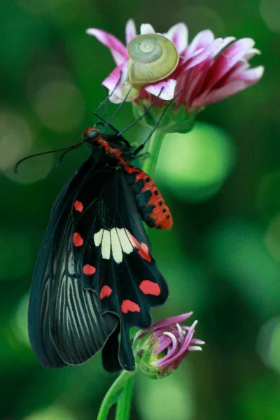 Uma Borboleta Está Chupando Mel Flor — Fotografia de Stock