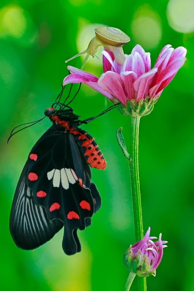 Bir Kelebek Çiçekleri Emiyor Bal — Stok fotoğraf