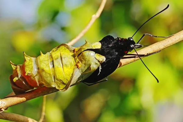 Komt Een Jonge Vlinder Uit Cocon — Stockfoto
