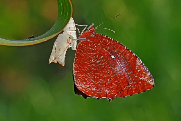 Una Mariposa Joven Está Saliendo Del Capullo —  Fotos de Stock