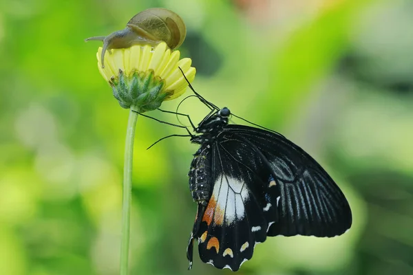 Uma Borboleta Está Chupando Mel Flor — Fotografia de Stock