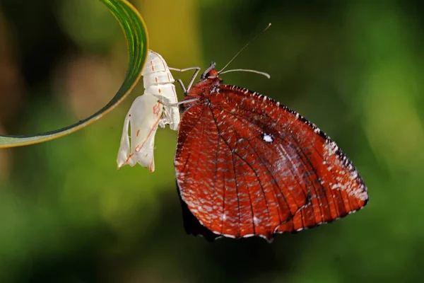 Una Mariposa Joven Está Saliendo Del Capullo —  Fotos de Stock