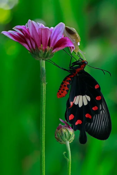 Uma Borboleta Está Chupando Mel Flor — Fotografia de Stock