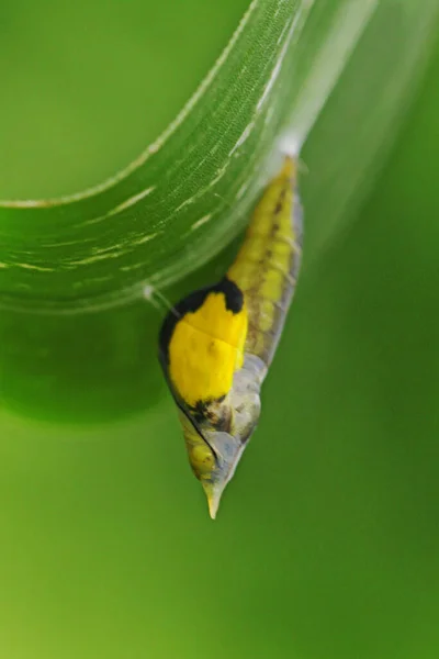 Μια Νεαρή Πεταλούδα Βγαίνει Από Κουκούλι — Φωτογραφία Αρχείου