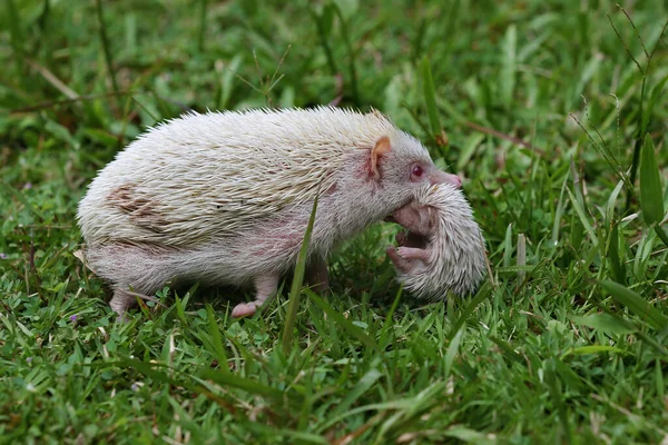 Pygmy Hedgehog Mother Atelerix Albiventris Moving Its Babies Safer Place — Stock Photo, Image