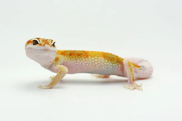 Ein Leopardengecko Eublepharis Macularius Posiert Unverwechselbarem Stil — Stockfoto