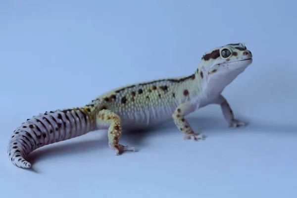 Een Luipaardgekko Eublepharis Macularius Poseert Een Onderscheidende Stijl — Stockfoto