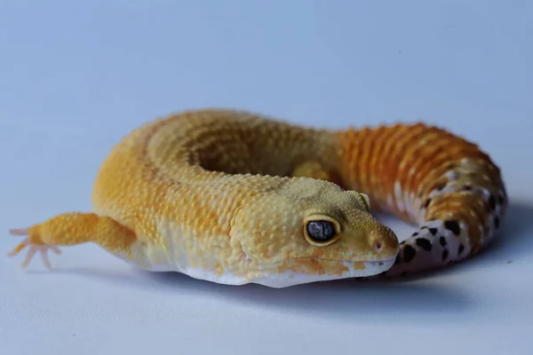 Leopard Gecko Eublepharis Macularius Poserar Distinkt Stil — Stockfoto