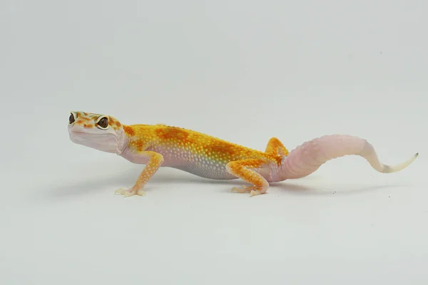 Leopardo Gecko Eublepharis Macularius Está Posando Estilo Distinto — Fotografia de Stock